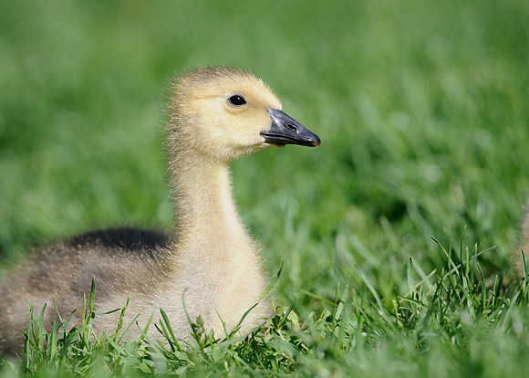 Gosling