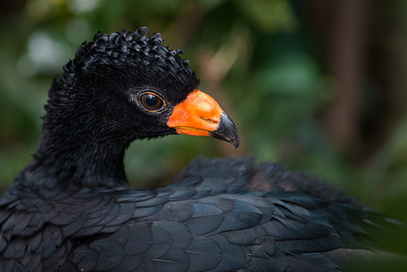 Black Curassow