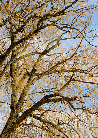 Willow Tree