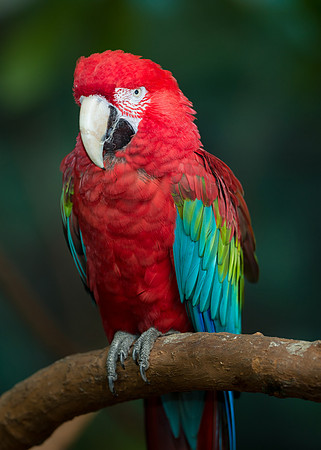 Green-Winged Macaw