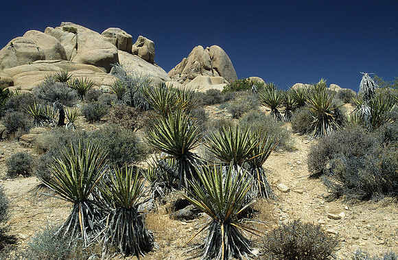 Joshua Tree National Monument