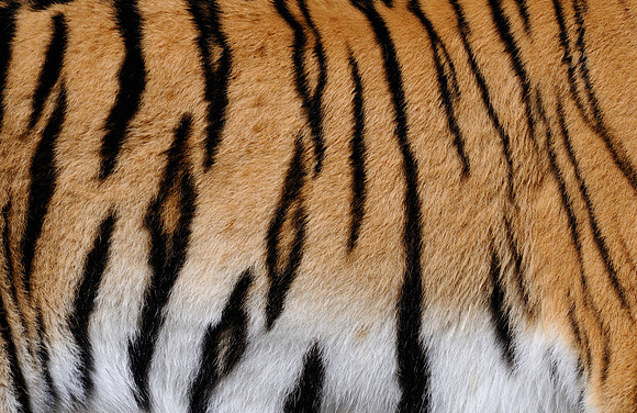 Tiger skin