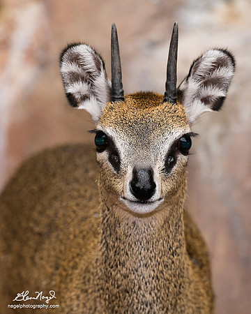 Klipspringer