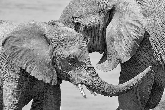 African Elephants
