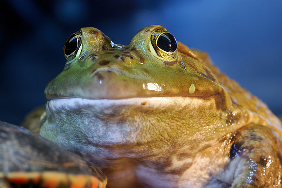 Bullfrog