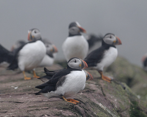 Atlantic puffins