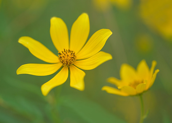 Yellow wildflowers