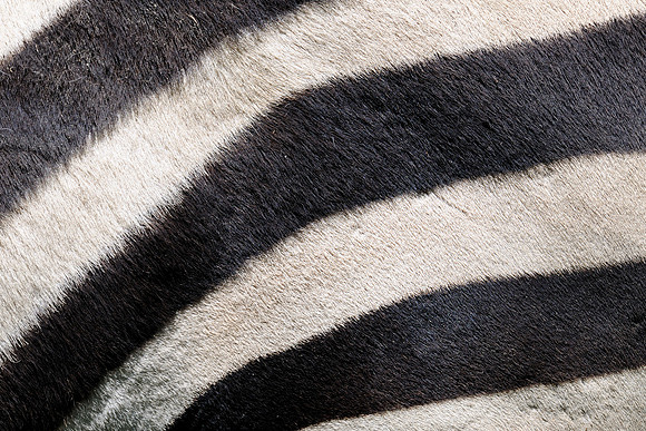Zebra stripes