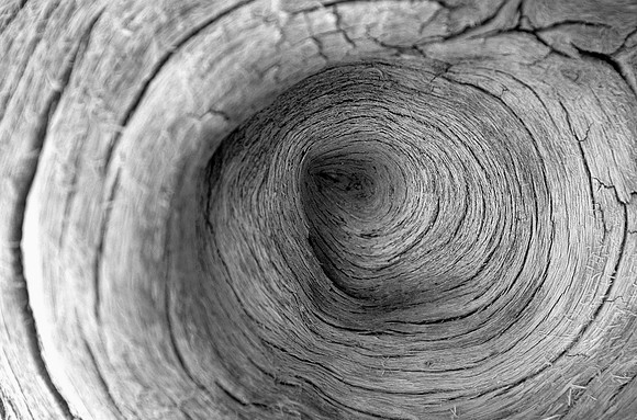 Tree rings