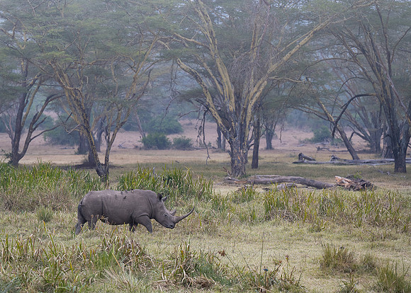 Rhinoceros