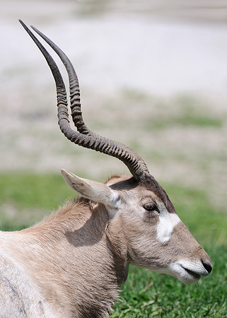 Addax antelope