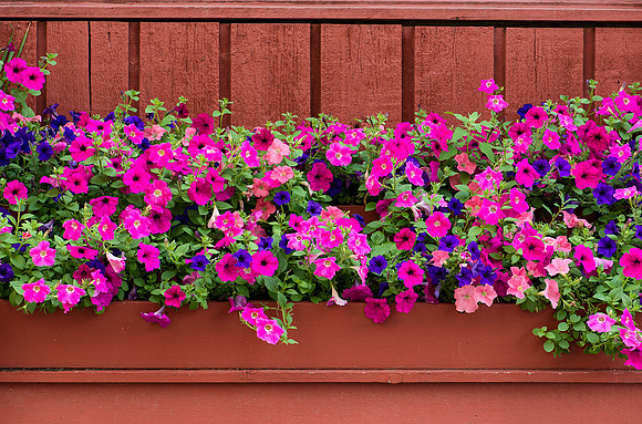 Flowers on the wall
