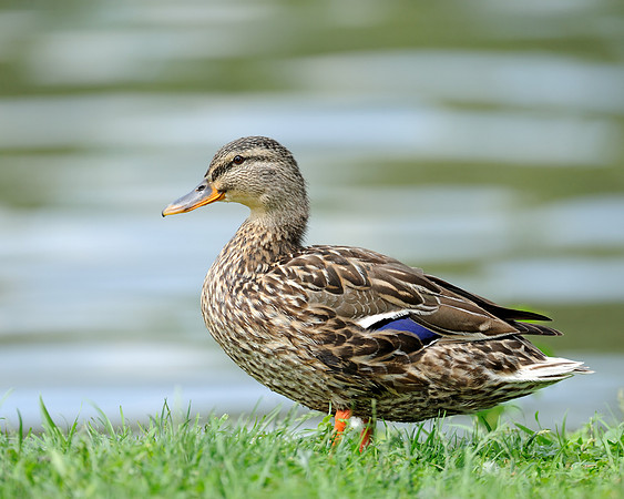 Duck