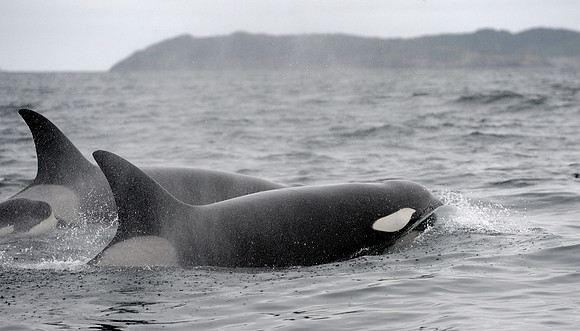 Orca whales