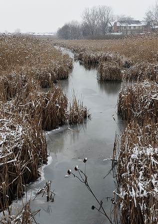 Ravinia wetland
