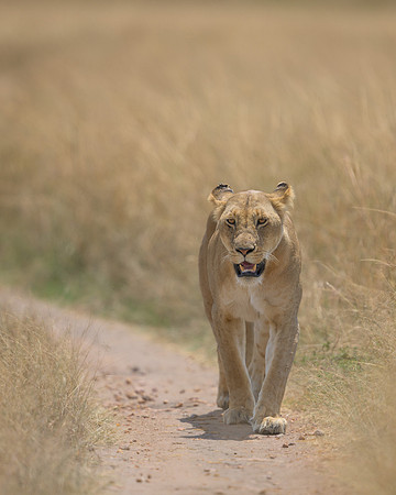 Lioness