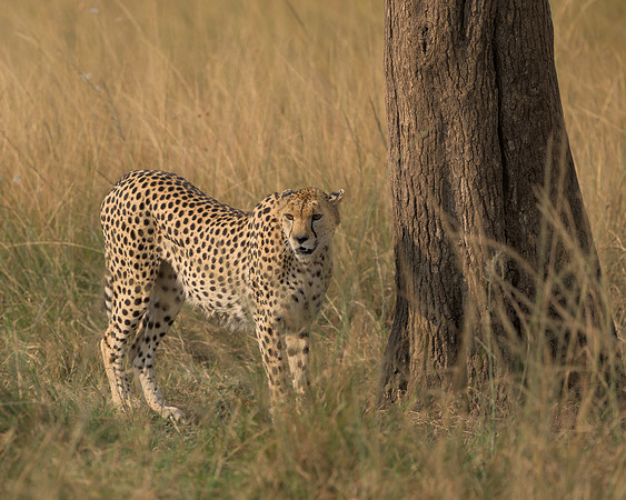 Cheetah