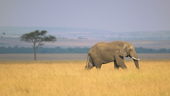 Elephant