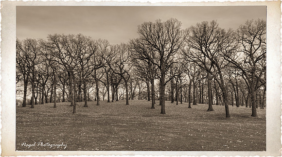 Oaks on the hill