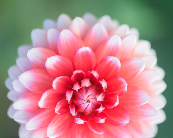 Dahlia