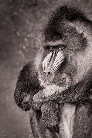 Mandrill