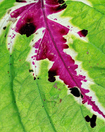 Kong Mix Coleus leaf pattern