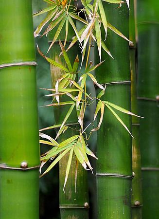 Bamboo trees