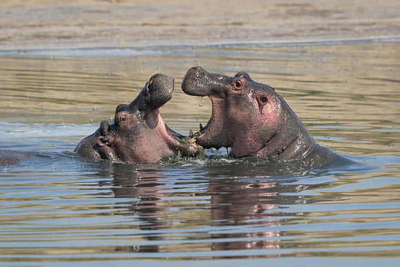 Hippopotamuses