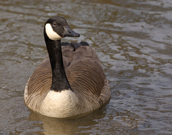 Canada goose