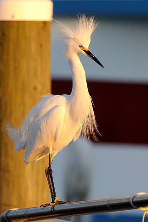 Bad hair day