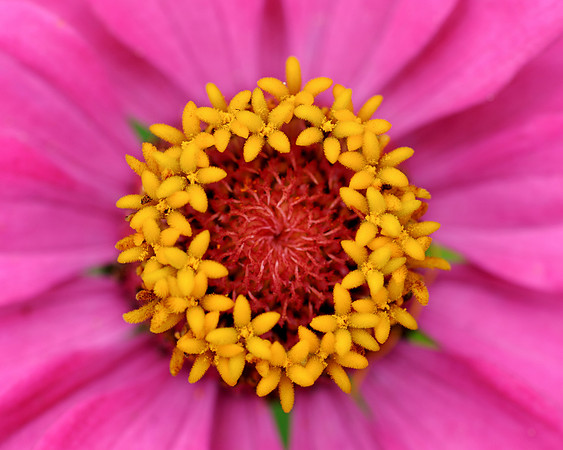 Ring of yellow