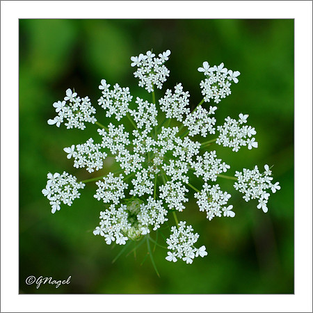 Wild carrot