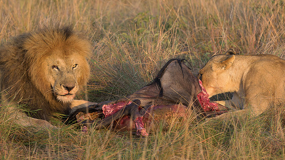 Lion with Kill