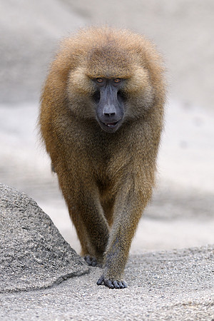 Baboon
