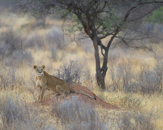 Lioness