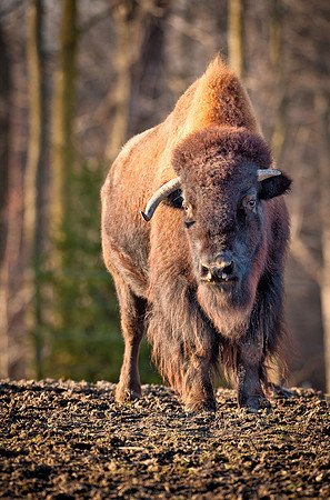 Bison in the woods