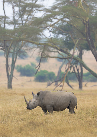 Rhinoceros