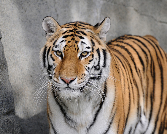 Amur tiger