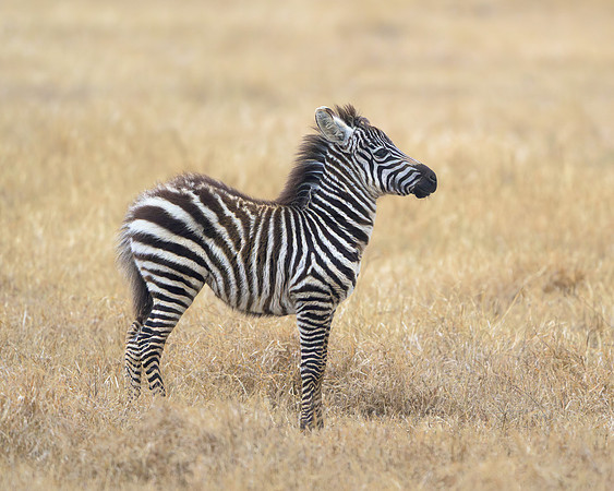 Baby Zebra