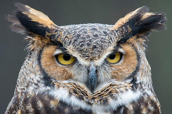 Great Horned Owl