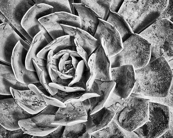 Succulent symmetry
