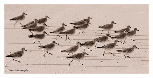 Bird stampede