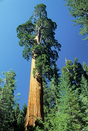 Towering redwood