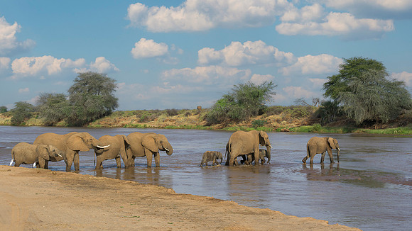 Elelphant Crossing River