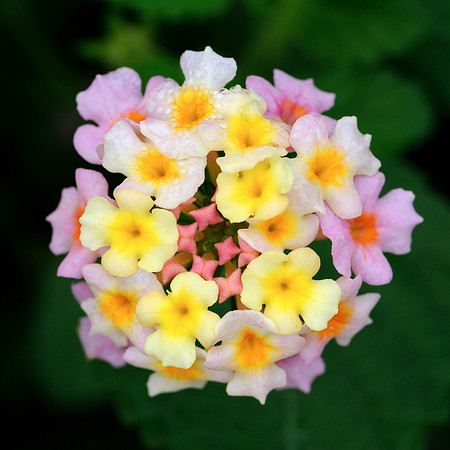 Vervain plant