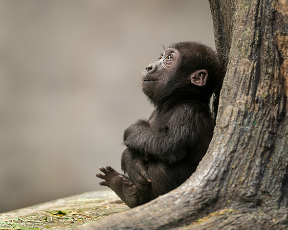 Infant gorilla