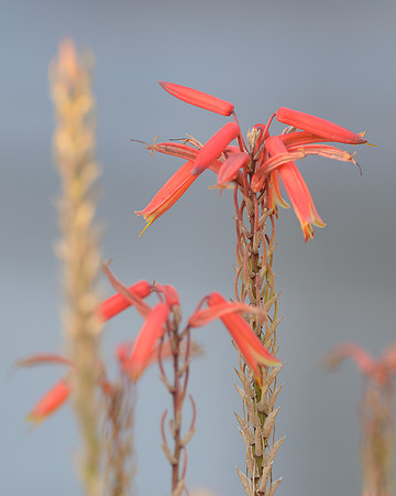 Red flower