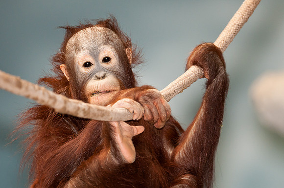 Baby orangutan