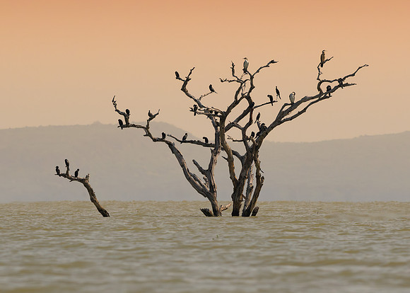 Bare Tree