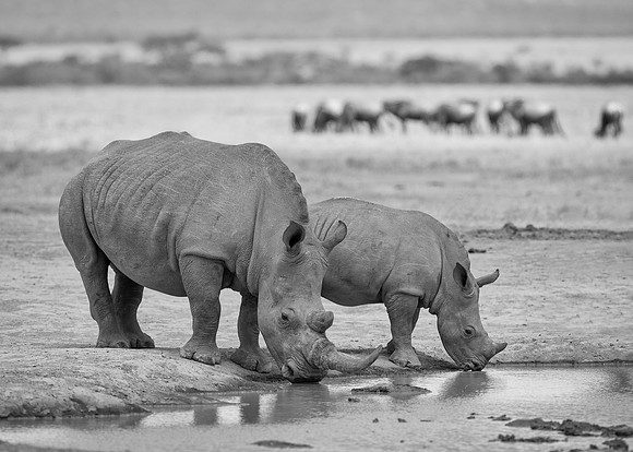 White Rhinoceroses